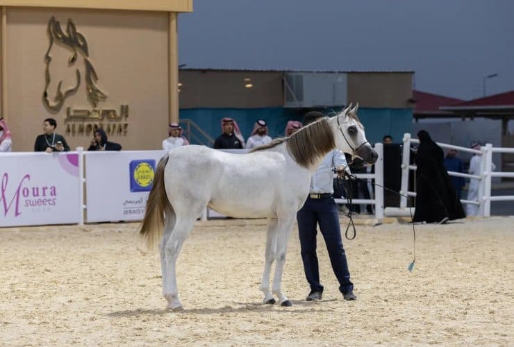 الخيل العربية