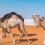 مهرجان الملك عبد العزيز للإبل