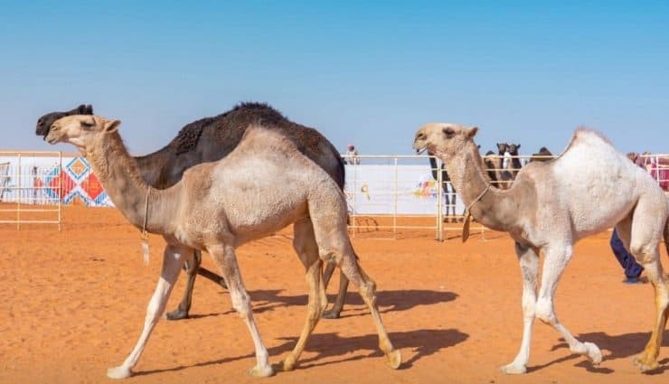 مهرجان الملك عبد العزيز للإبل