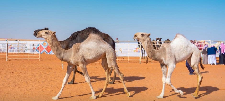 مهرجان الملك عبد العزيز للإبل