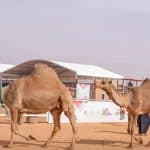 مهرجان الملك عبد العزيز