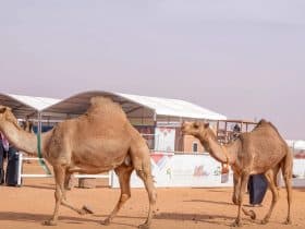 مهرجان الملك عبد العزيز