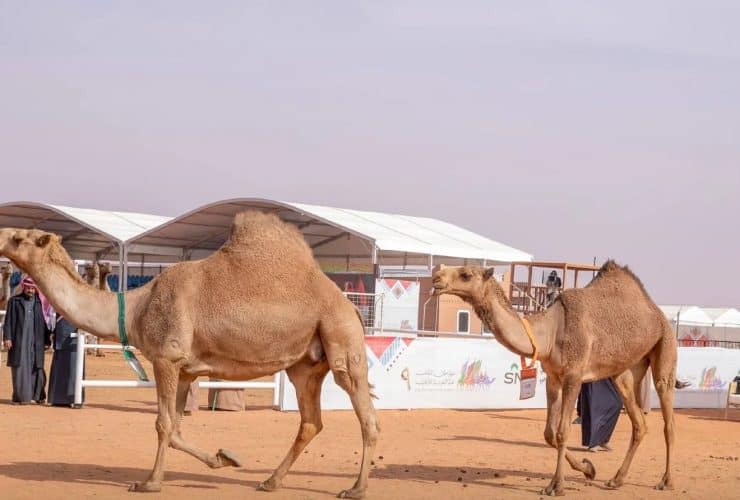 مهرجان الملك عبد العزيز