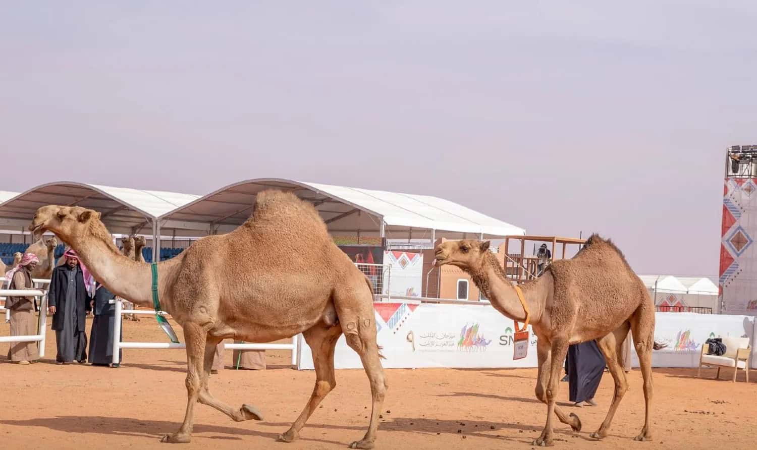 مهرجان الملك عبد العزيز