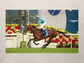 المحارب الرومانسي - سباق الإمارات