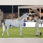 مهرجان الأمير سلطان العالمي للجواد العربي 2025