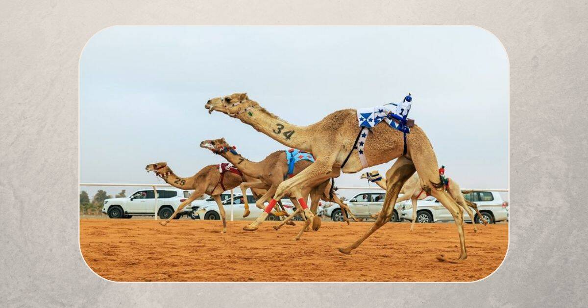 مهرجان خادم الحرمين الشريفين للهجن