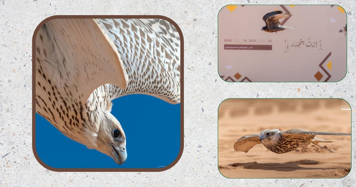 مهرجان الملك عبد العزيز للصقور (1)