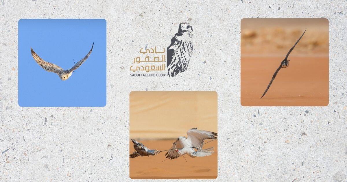 نادي الصقور السعودي - مهرجان الملك عبدالعزيز للصقور