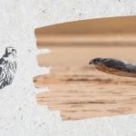 مهرجان الملك عبدالعزيز للصقور 2025 - نادي الصقور السعودي